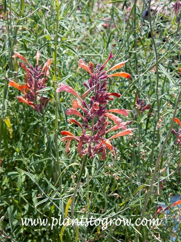 Rock Anise Hyssop (Agastache rupestris)